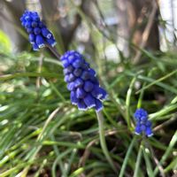 カシワバアジサイ,スイセン,ヒヤシンス,ムスカリ,鉢植えの画像