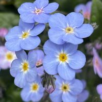 ヘリオフィラ,プルモナリア,ベロニカ・オックスフォードブルー,ミオソティスミオマルク,花のある暮らしの画像