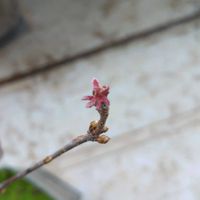 コナラ,鉢植え,ドングリの木,ブナ科,萌芽の画像