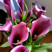 カラー,お寿司ランチの画像