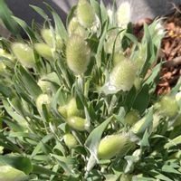 ラグラス バニーテール,トリフォニウム・バニーズ,寄せ植え,こぼれ種,ドライフラワー用の画像