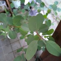 プリムラ　ジュリアン,ユーカリ ポポラス,花のある暮らし,癒しgreen,玄関アプローチの画像