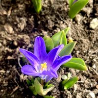 チオノドクサの画像