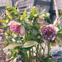 ヒヤシンス,ナチュラルガーデン,イングリッシュガーデン, クリスマスローズ,宿根草の庭の画像