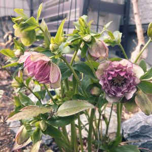 ヒヤシンス,ナチュラルガーデン,イングリッシュガーデン, クリスマスローズ,宿根草の庭の画像