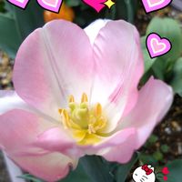 チューリップ,秋植え球根,プランター栽培,ピンク色の花,チューリップの栽培の画像