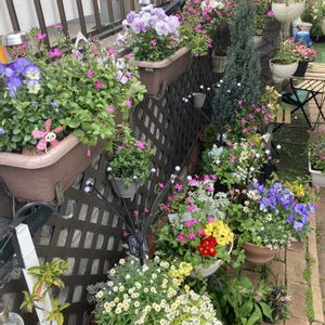 シレネピンクパンサー,ガーデニング,マンション専用庭,庭の画像