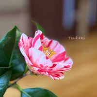 シキミ,ツバキ,ヒヤシンス,プスキニア,ムスカリの画像