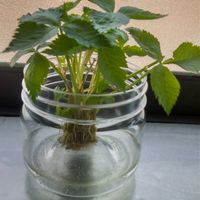 キッチンの画像