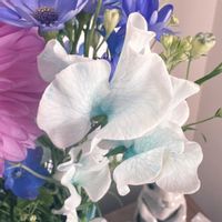 スイートピー,スイートピーの画像