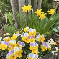 オオデマリ,ムスカリ,ビオラ,ミニ水仙,地植えの画像