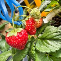 イチゴ,ヒヤシンス,ミニトマト,玉ねぎ,家庭菜園の画像