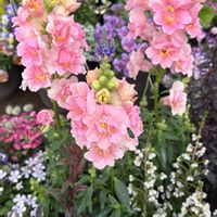 ガウラ,ロベリア,レースラベンダー,ツタバウンラン,キンギョソウ・トゥイニーの画像