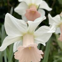 スイセン,水仙,ラッパスイセン,植物男子ベランダー,小さな小さな庭の画像