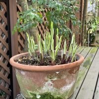 シャクヤク,ユキヤナギ,山椒,ギボウシ（ホスタ）,玄関アプローチの画像