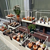 金のなる木,羽衣ジャスミン,多肉植物,多肉植物のある暮らし,緑が好きの画像