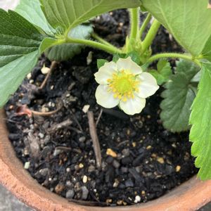 イチゴ,イチゴ,イチゴ,ミニトマト,ミニトマトの画像