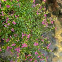 クフェアの画像