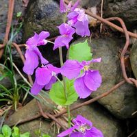 ムラサキハナナ,外出先にての画像