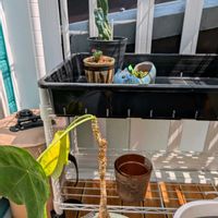 竜神木綴化,珊瑚油桐,ピアランサス コンプツス,多肉植物,観葉植物の画像