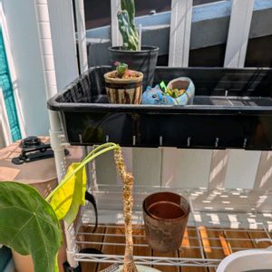 竜神木綴化,珊瑚油桐,ピアランサス コンプツス,多肉植物,観葉植物の画像