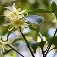 シキミ,京都府立植物園の画像