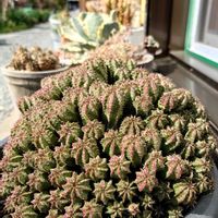 ユーフォルビアの画像