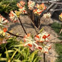 ミツマタ,ミツマタ,赤花ミツマタ,庭の画像