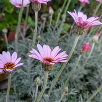 ローダンセマムの画像