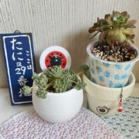 ウインクレリー,リプサリス 青柳,カリシア ロザート,小人の花束,アーノルディの画像