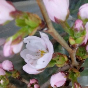 庭木,山野草,収穫,生け花,道の駅の画像