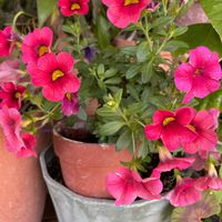 カリブラコアの画像