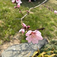 アンズ,アンズ,モモ,桃の花,アーモンドの画像