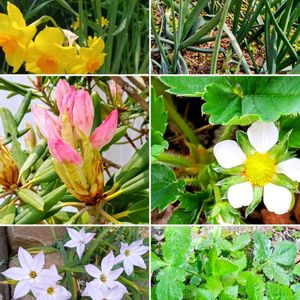 ハナニラ,イチゴ,シャクナゲ,スイセン,ハボタンの画像