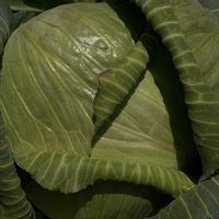 キャベツ,里芋,えんどう豆,玉葱（たまねぎ）,玉葱（たまねぎ）の画像