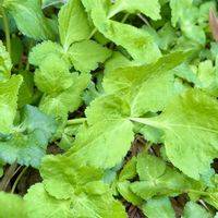 ギボウシ,お花大好き,ウォーキングの楽しみ,被災地に祈りを,暖かい陽射しの画像