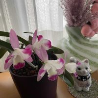 カトレア,カトレア交配種の画像