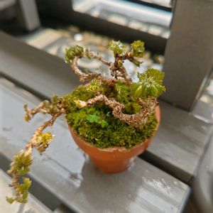 竜神蔦,,龍神蔦,小品盆栽,朝のひとときの画像