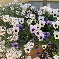 鉢植え,狭いスペース,狭いお庭スペース,狭い庭,玄関アプローチの画像