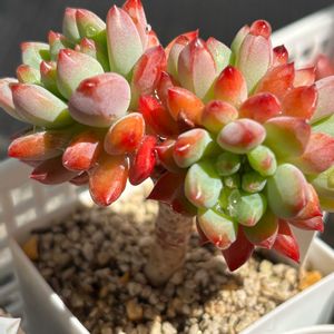 ブルーエルフ,多肉植物,100均,ダイソー,成長記録の画像