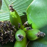 バナナ,北海道の画像