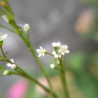 シモツケ ,ミツバ,ミツバ,ミツバ,ミツバの画像