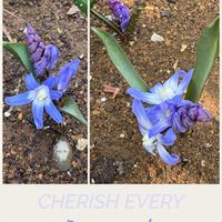 チオノドクサ,キュンキュン乙女倶楽部,青い花マニア,美しく青きドヨウ,チーム・ブルーの画像