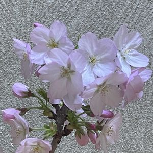 御殿場桜,盆栽,ミニ盆栽,さくら 桜 サクラ,バルコニー/ベランダの画像
