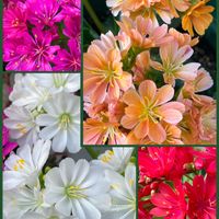 クリスマスローズ,ストレリチア,スミレ,冬アジサイ,レウィシアの画像