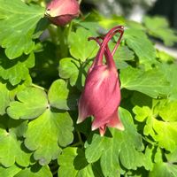 アジサイ,オダマキ,オダマキ,ギボウシ,マーガレットの画像