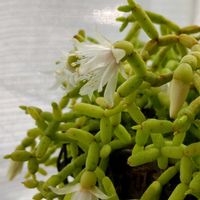 ハオルチア,ハオルチア,リプサリス,多肉植物,開花の画像