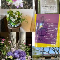 アジサイ,アジサイ,アルメリア,ガーベラ,ガーベラの画像