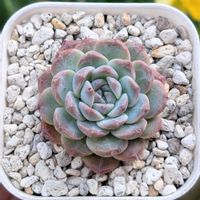 スイカ,多肉植物,グリーンのある暮らし,多肉のある暮らし,タニラーの画像