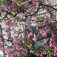 ハナカイドウの画像
